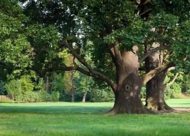 A large tree in the middle of a field.