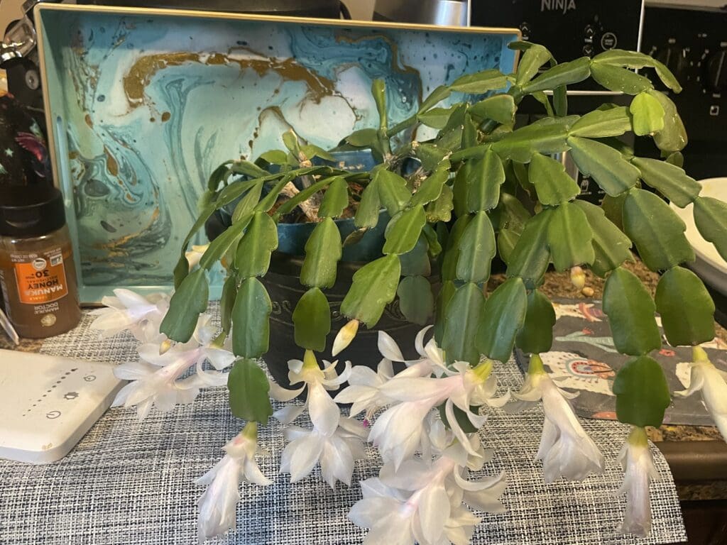 A blooming Christmas cactus with white flowers on a table.